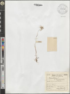 Bromus tectorum L. var. longipilus Borbás