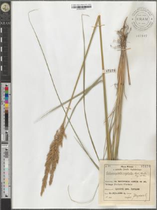 Calamagrostis neglecta (Ehrh.) Gaertn. Mey. et Sch.