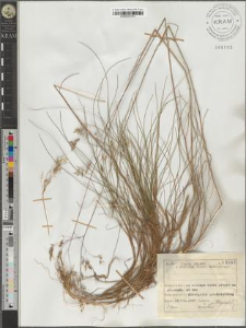 Deschampsia flexuosa (L.) Trin.