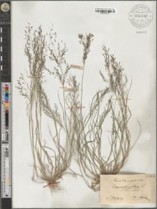 Eragrostis pilosa L