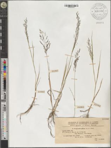 Eragrostis pilosa (L.) P. Beauv.