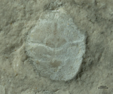 Goniodromites kubai