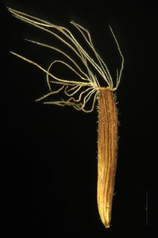 Solidago virga-aurea L. subsp. alpestris (W.K.) Gaud.