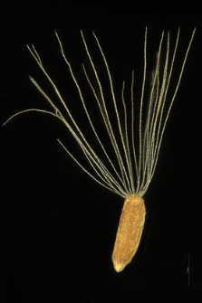 Erigeron canadensis L.