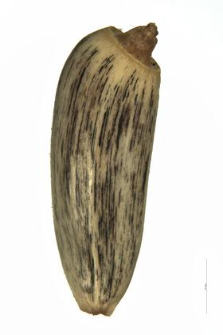Cirsium eriophorum (L.) Scop.