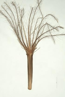 Saussurea pygmaea (Jacq.) Spreng.