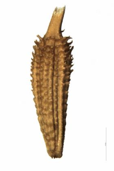 Taraxacum nigricans (Kit.) Rchb.