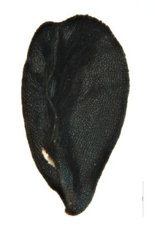Allium sibiricum L.