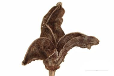 Crocus scepusiensis (Rehm. et Woł.) Borb.
