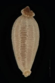 Heleocharis acicularis