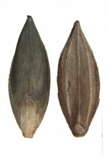 Digitaria sanguinalis (L.) Scop.