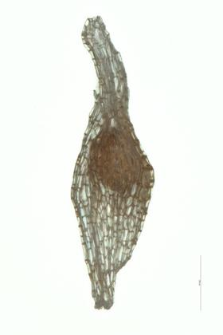 Epipactis latifolia (L.) All.