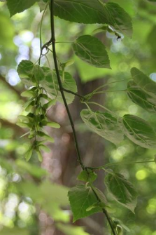 Acer davidii Franch.