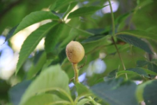 Aesculus flava Sol.