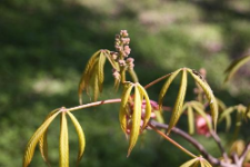 Aesculus × neglecta Lindl.