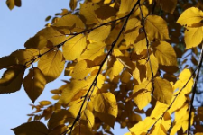 Betula alleghaniensis Britton, synonim Betula lutea F.Michx.