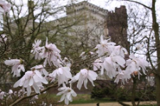 Magnolia stellata (Siebold et Zucc.) Maxim.