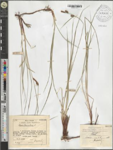 Carex tomentosa L.
