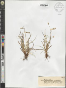 Carex transsilvanica Schur. var. Piotrowskii Rac.
