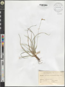 Carex transsilvanica Schur
