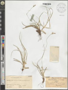 Carex transsilvanica Schur