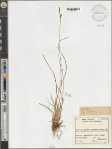 Carex umbrosa