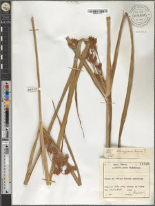 Chlorocyperus longus