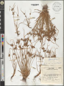 Cyperus fuscus L.