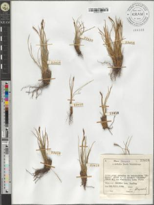 Elyna myosuroides (Vill.) Fritsch