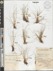 Heleocharis acicularis (L.) Roem. et Schult.