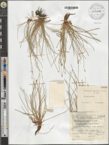 Eleocharis palustris (L.) R. et Sch. subsp. palustris
