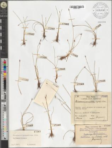 Eleocharis quinqueflora (F.X. Hartmann) Schwarz