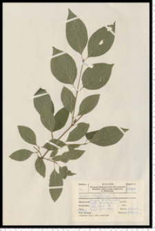 Cornus sanguinea L.