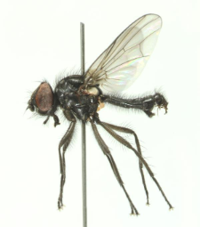 Strobilomyia laricicola (Karl, 1928)