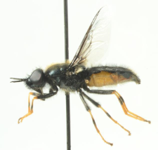 Odontomyia tigrina (Fabricius, 1775)