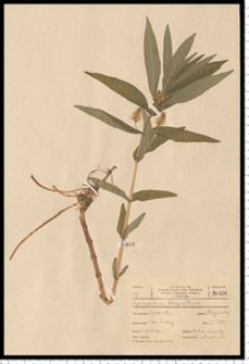 Lysimachia thyrsiflora L.