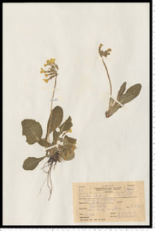 Primula elatior (L.) Hill