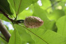 Magnolia tripetala (L.) L.