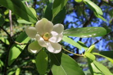 Magnolia virginiana L.