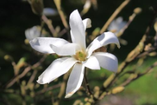 Magnolia ×loebneri Kache