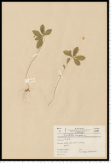 Trientalis europaea L.