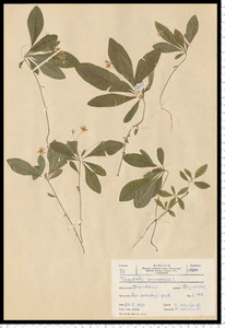 Trientalis europaea L.