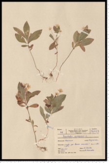 Trientalis europaea L.