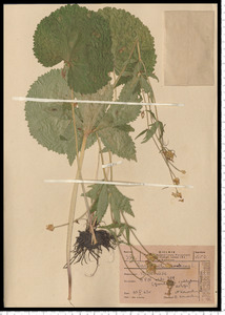 Ranunculus cassubicus L.