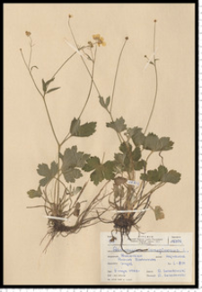 Ranunculus lanuginosus L.