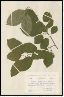 Cerasus avium (L.) Moench