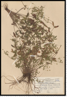 Potentilla erecta (L.) Raeusch.