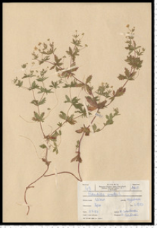 Potentilla erecta (L.) Raeusch.