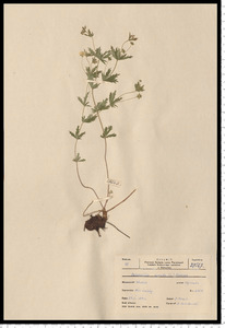 Potentilla erecta (L.) Raeusch.