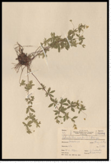 Potentilla erecta (L.) Raeusch.